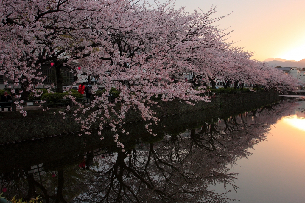 小田原城址公園の桜並木