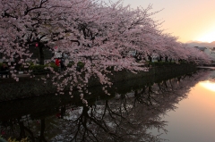 小田原城址公園の桜並木