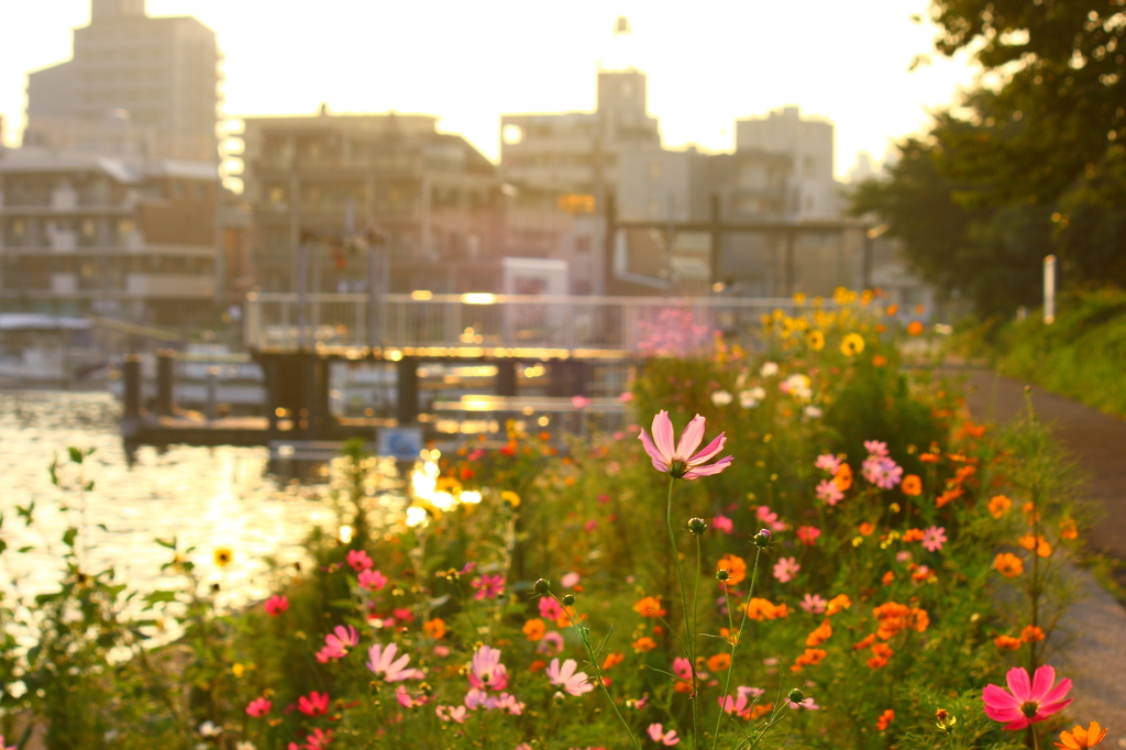 しながわ花海道夕暮れコスモス By Shiro Id 51739 写真共有サイト Photohito