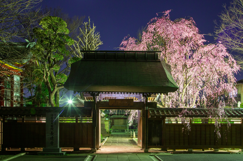 長遠寺のしだれ桜ライトアップ