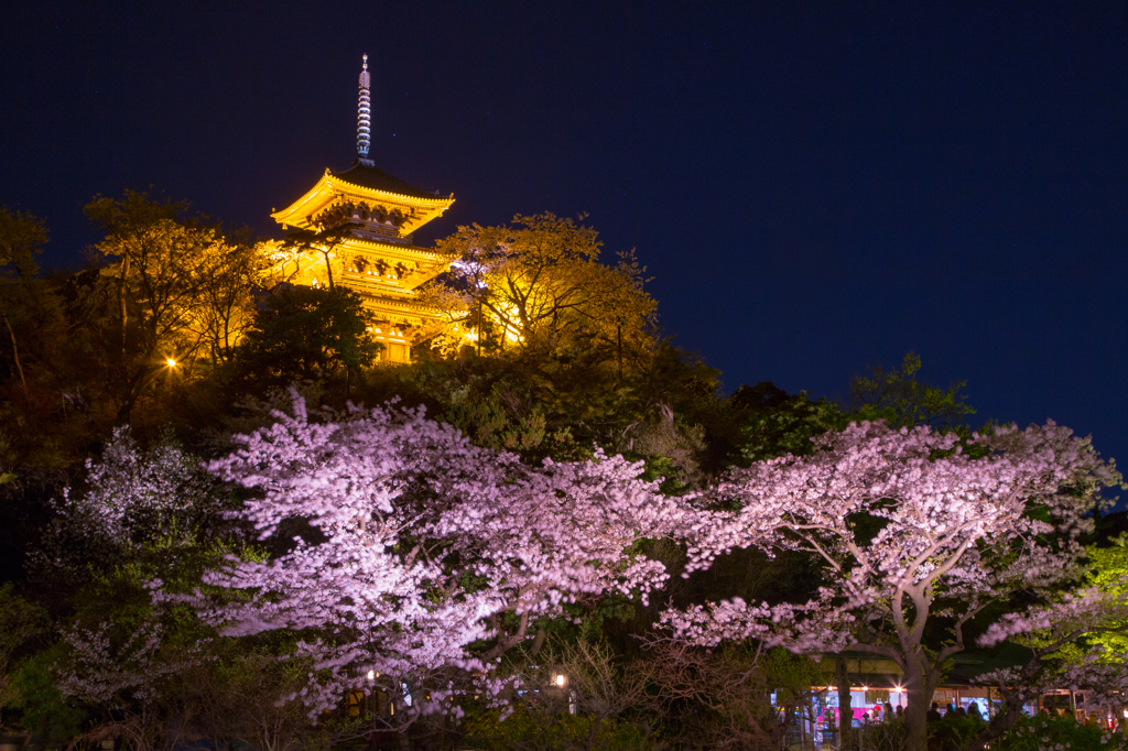 三溪園 観桜の夕べ 【３】