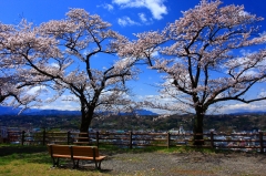羊山公園の桜1