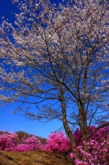 瑞岩寺・三葉躑躅と桜
