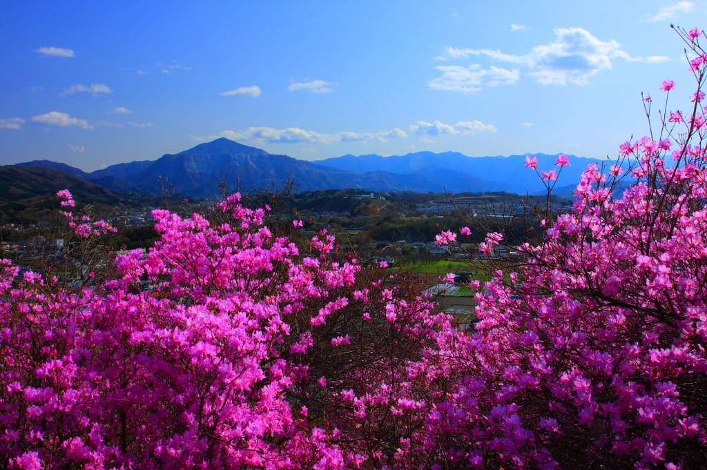 瑞岩寺三葉躑躅と武甲山