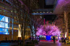 国際眼科学会2014TOKYO開催記念「omotenashiの桜」
