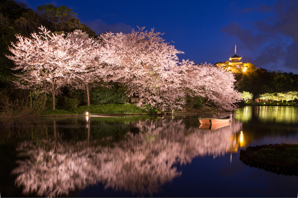 三溪園 観桜の夕べ 【１】