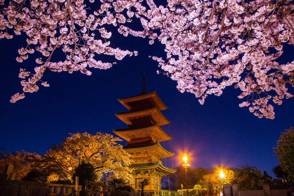 池上本門寺五重塔と夜桜