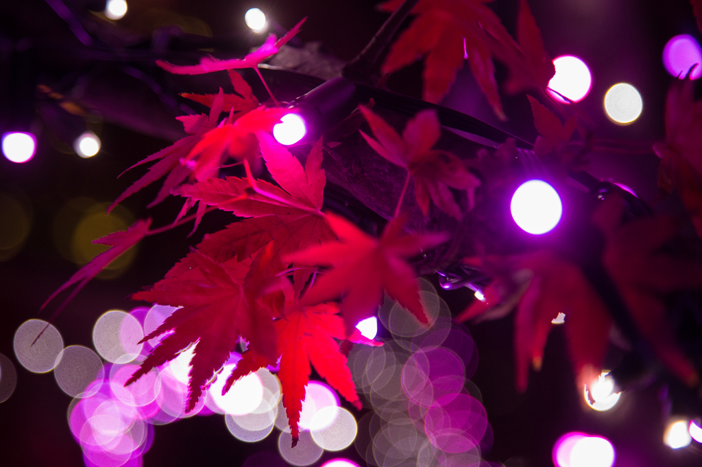 ミッドタウンクリスマス2015 /6