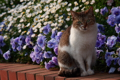 花壇の猫