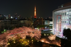 春の毛利庭園と東京タワー夜景