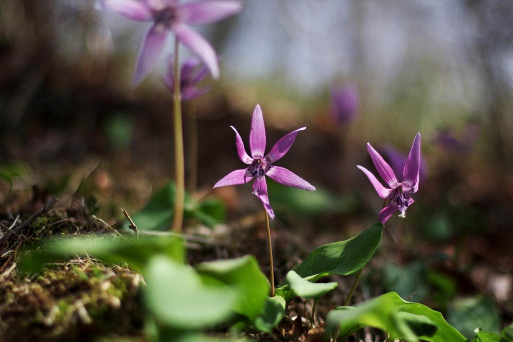 カタクリの花