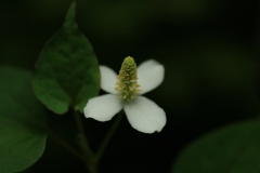 一輪の花