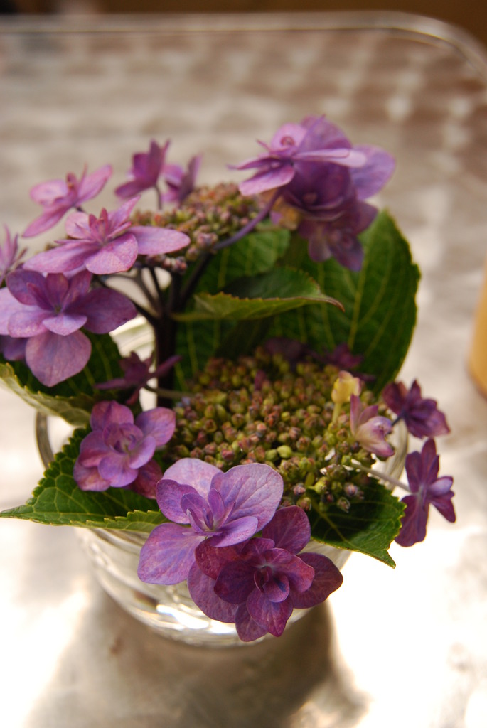 紫陽花