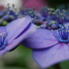 紫陽花