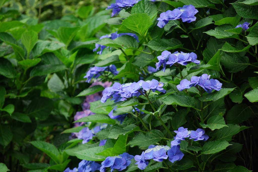 雨上がりの紫陽花