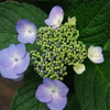 紫陽花