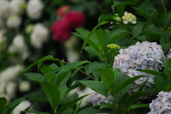 雨上がりの紫陽花