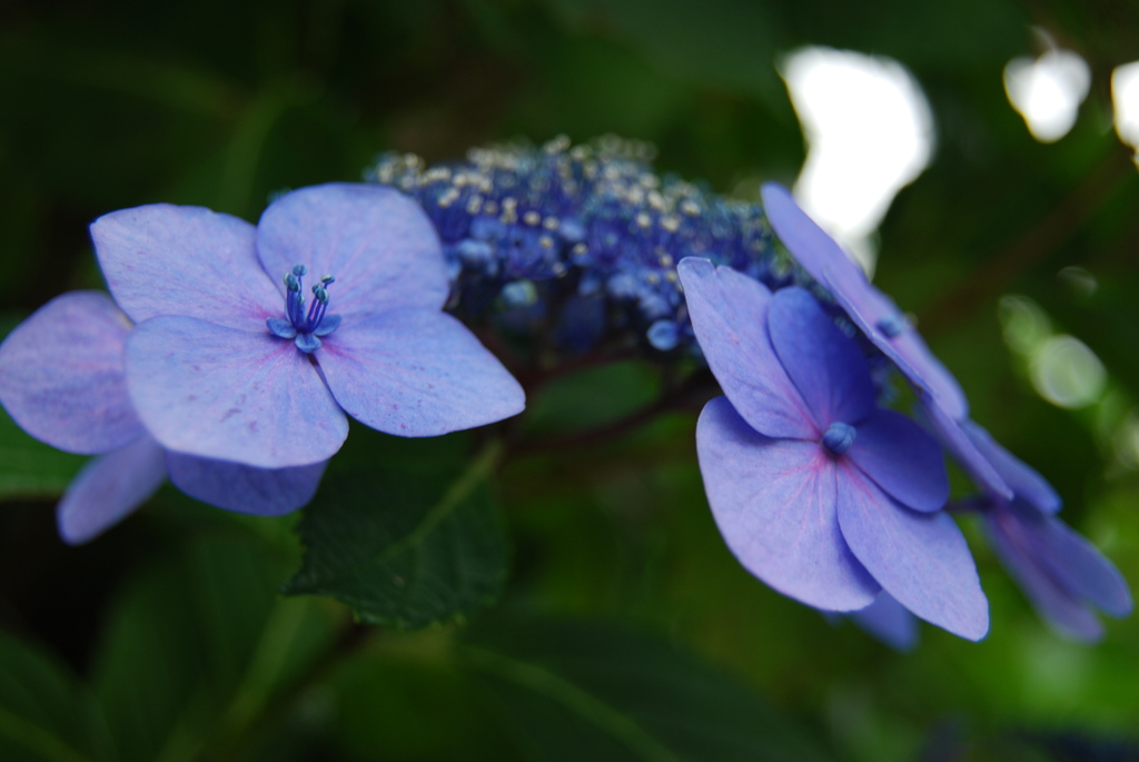 紫陽花