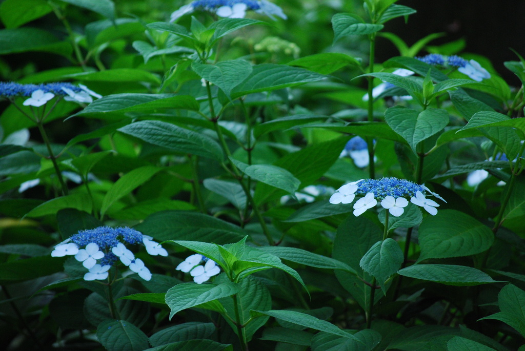 紫陽花２