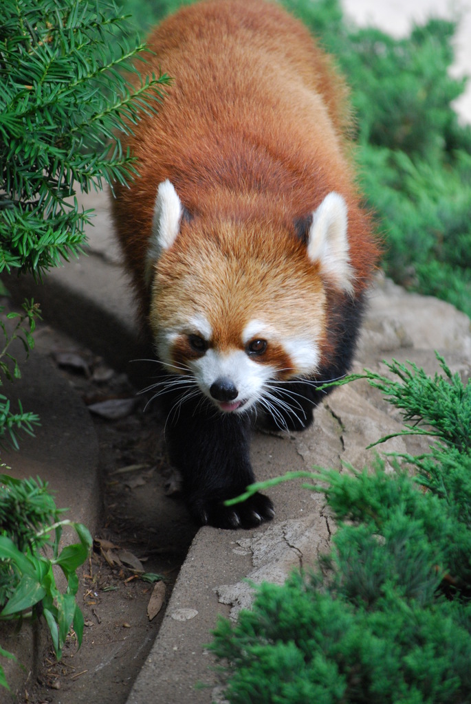 レッサーパンダ