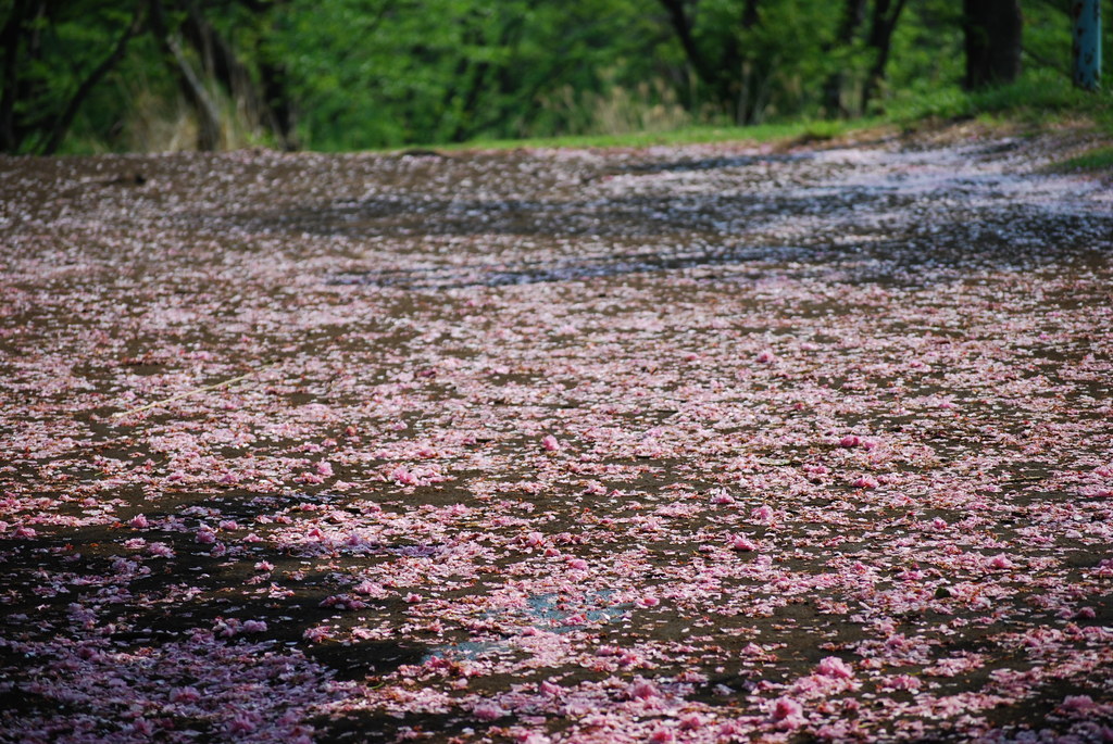 桜の絨毯