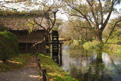 大王わさび園