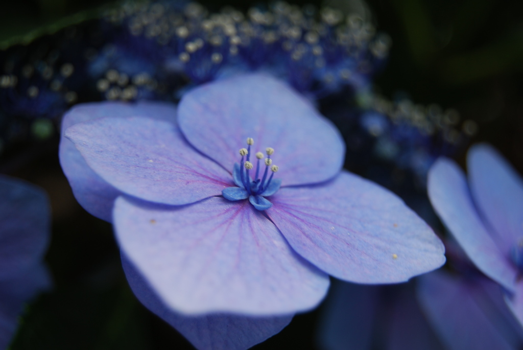 紫陽花