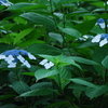 紫陽花３