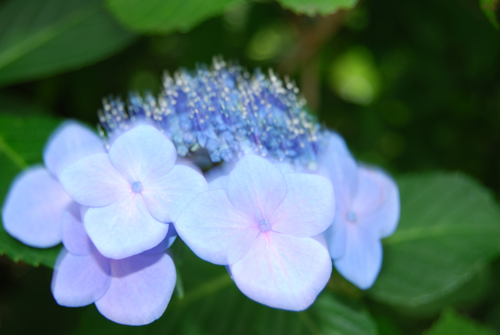 紫陽花