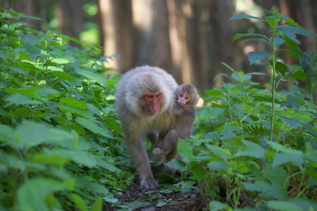 Snow Monkey