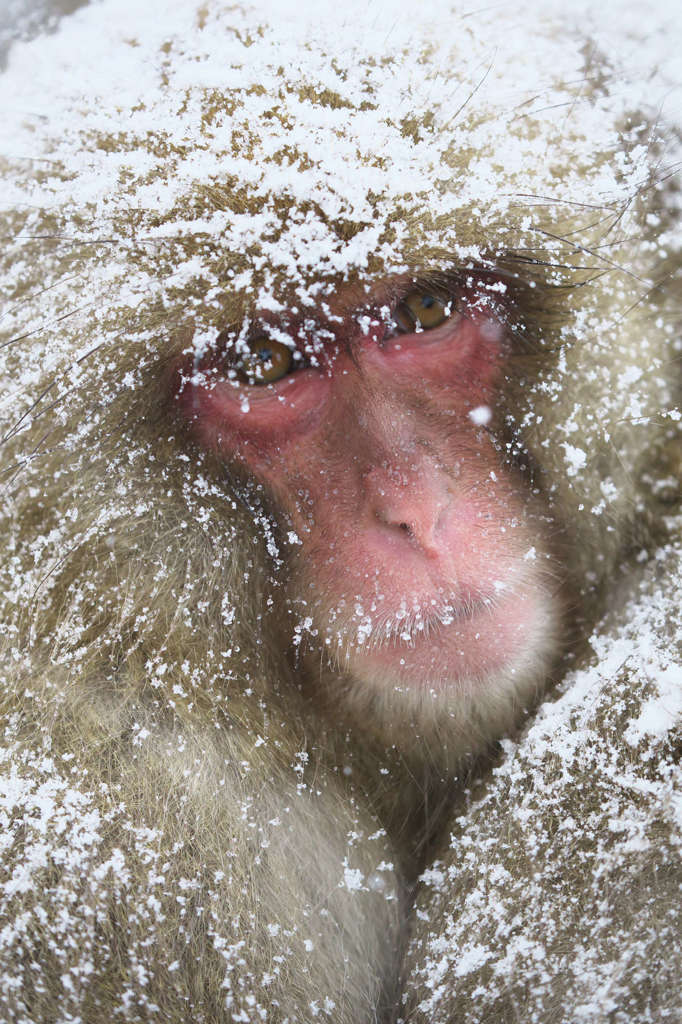 Snow Monkey