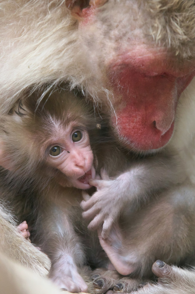 Newborn Baby 2015
