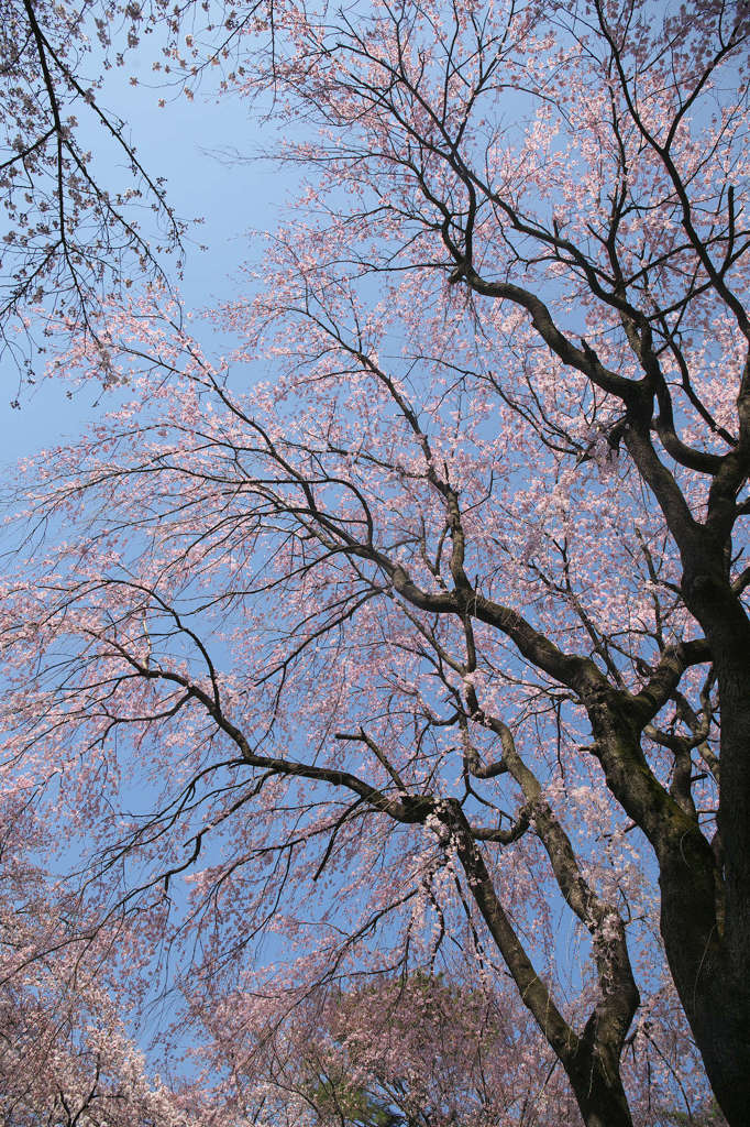 Cherry blossoms