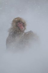 Snowy Monkey