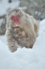 Snow Monkey Family