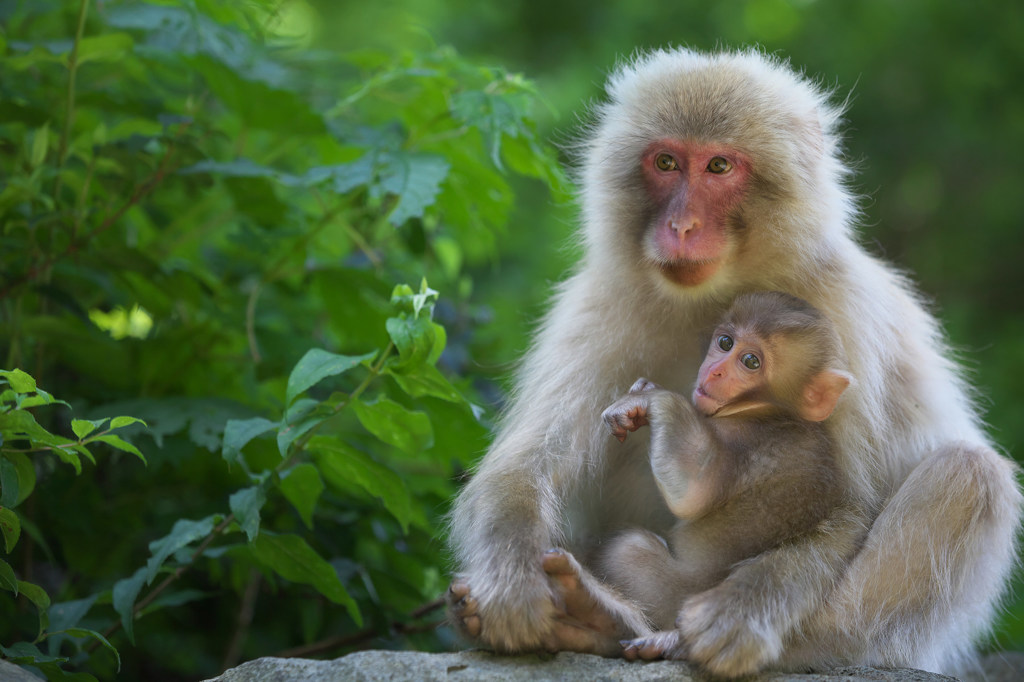 Mother and Baby