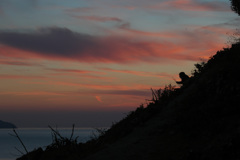 Sunset Monkey