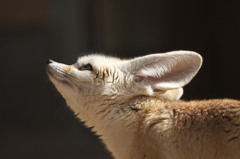 Fennec