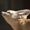 Fennec