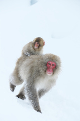 Snow Monkey 