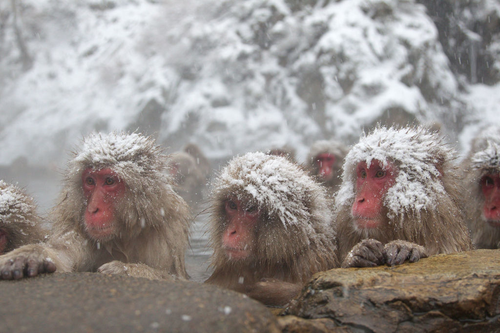 Snow Monkey in hotspring