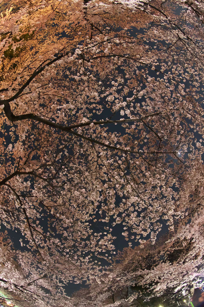 夜桜