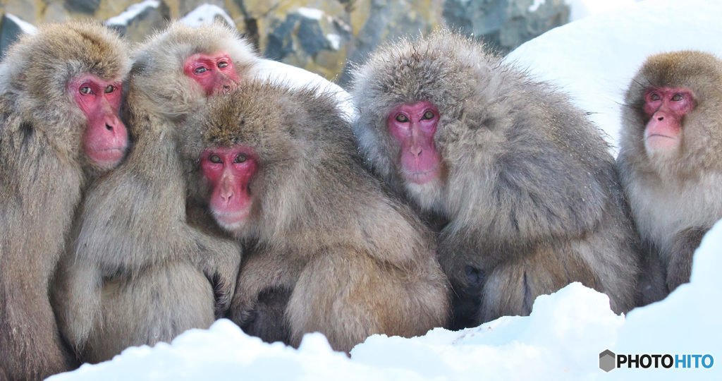 Snow Monkeys