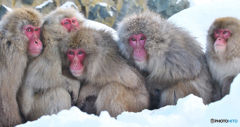 Snow Monkeys