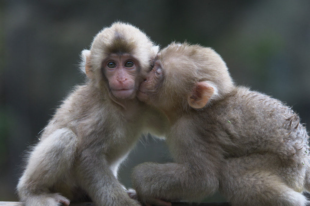 Kiss to the friend