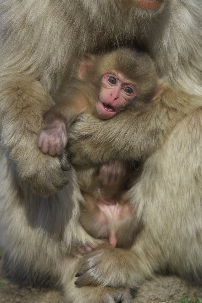 Newborn Baby 2014