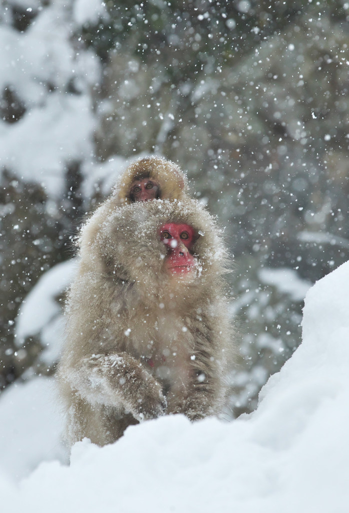 Snow Monkey 