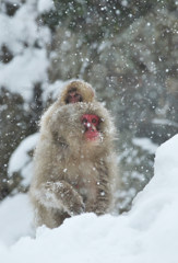 Snow Monkey 