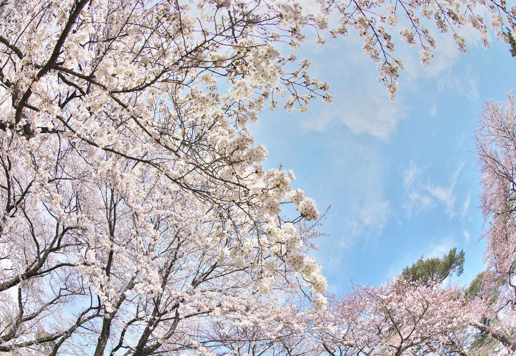 大宮公園