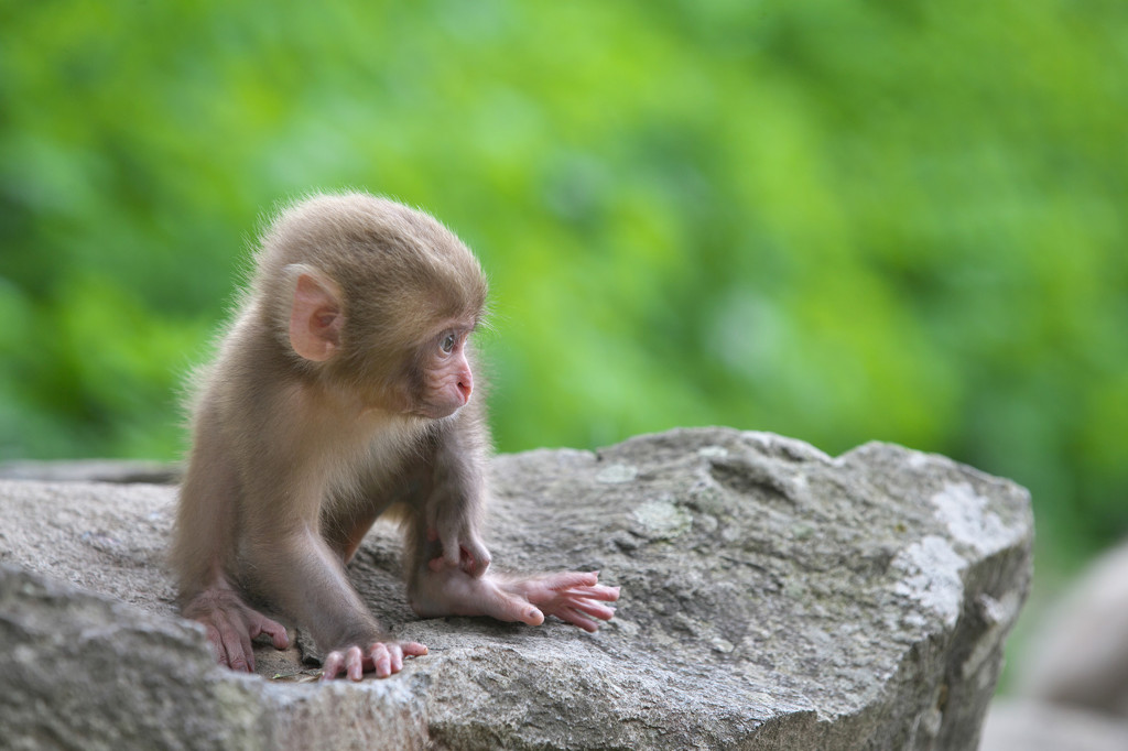 Newborn baby 2014